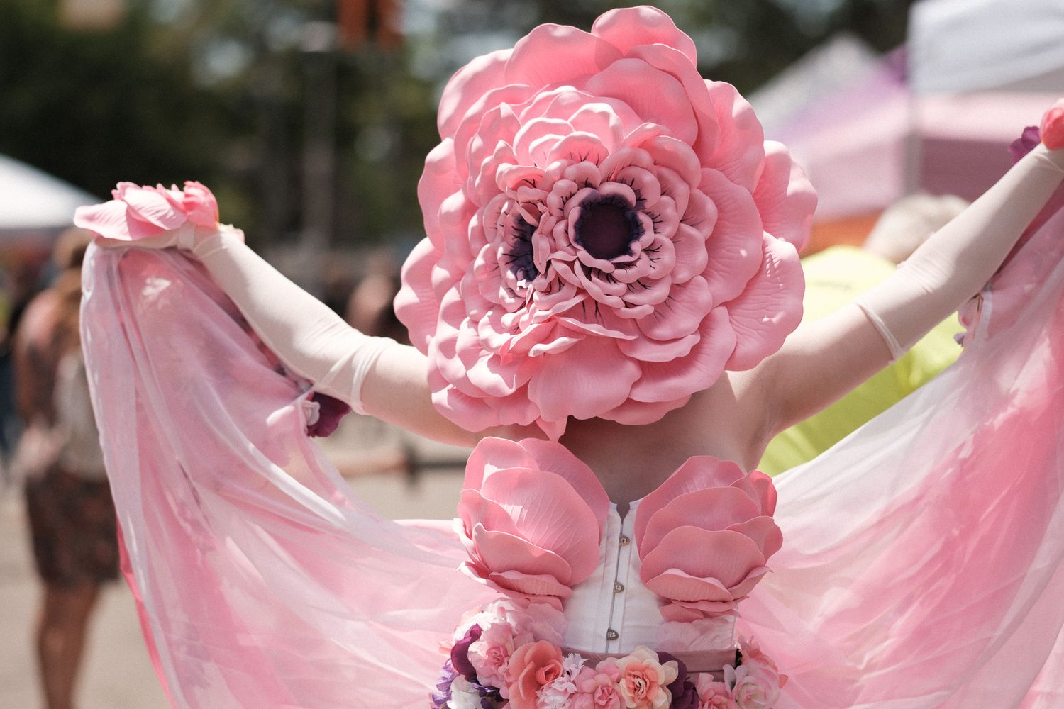 Pink blooming ranunculus flowers arranged at different angles showcase delicate ruffled petals in soft lighting.
