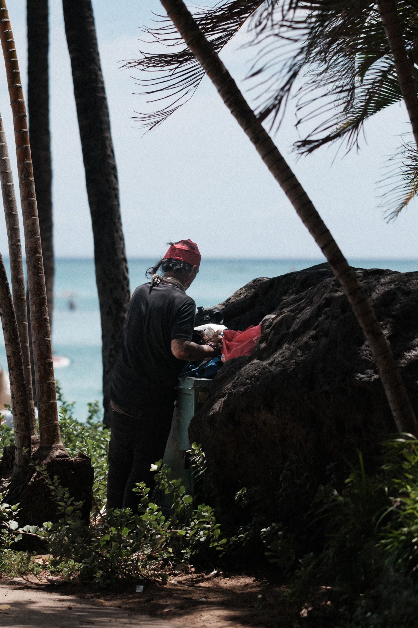 Palm trees lean over a rocky shoreline with turquoise ocean waters visible in the background.