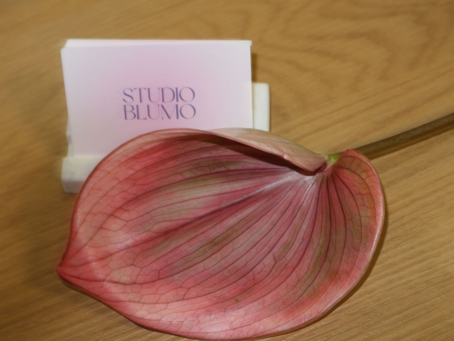 Pink anthurium leaf beside Studio Blumo business cards in a wooden holder on a light wood surface.