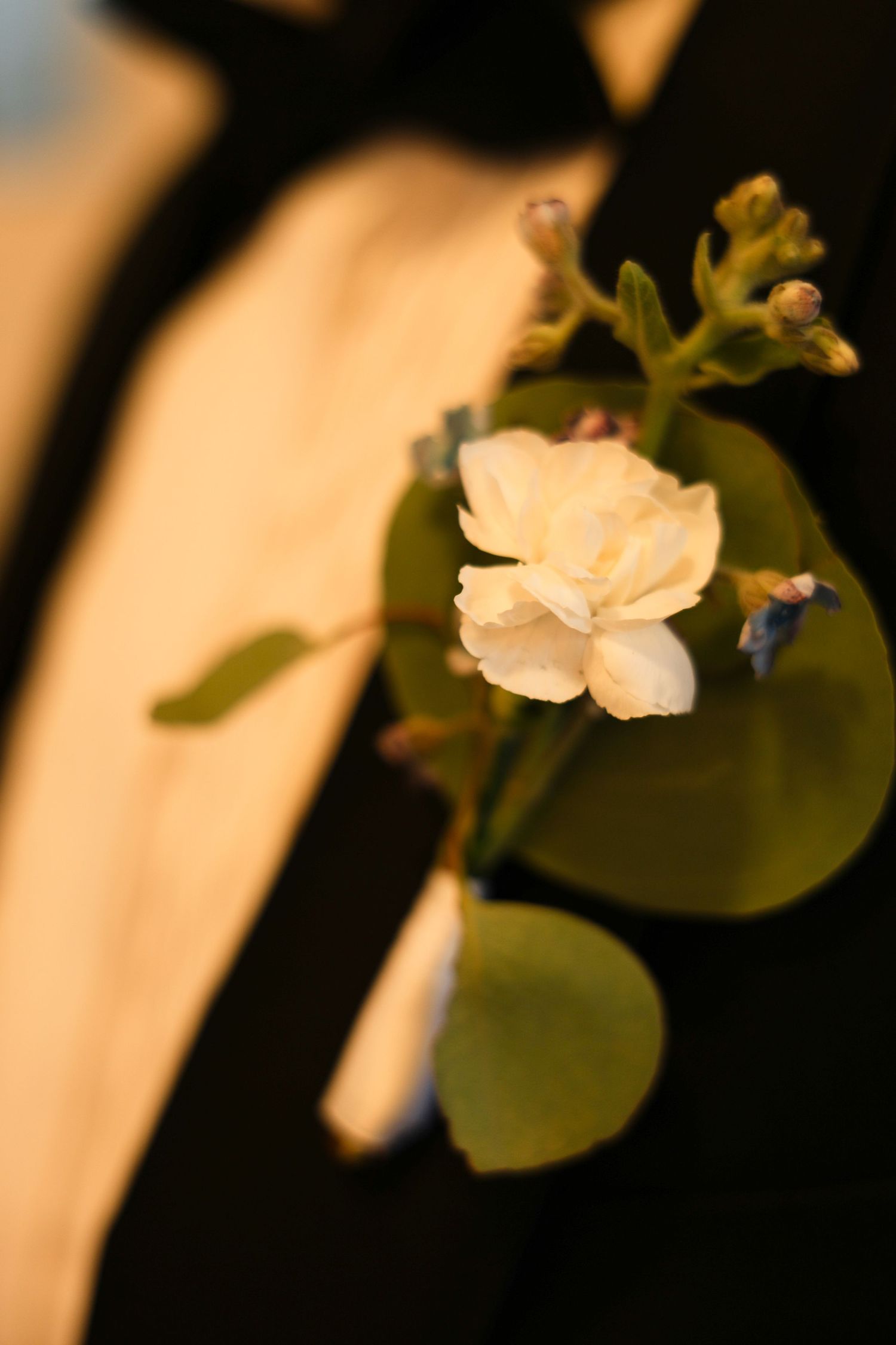 A delicate white flower with green leaves shown in a soft focus artistic macro photograph against a blurred background.