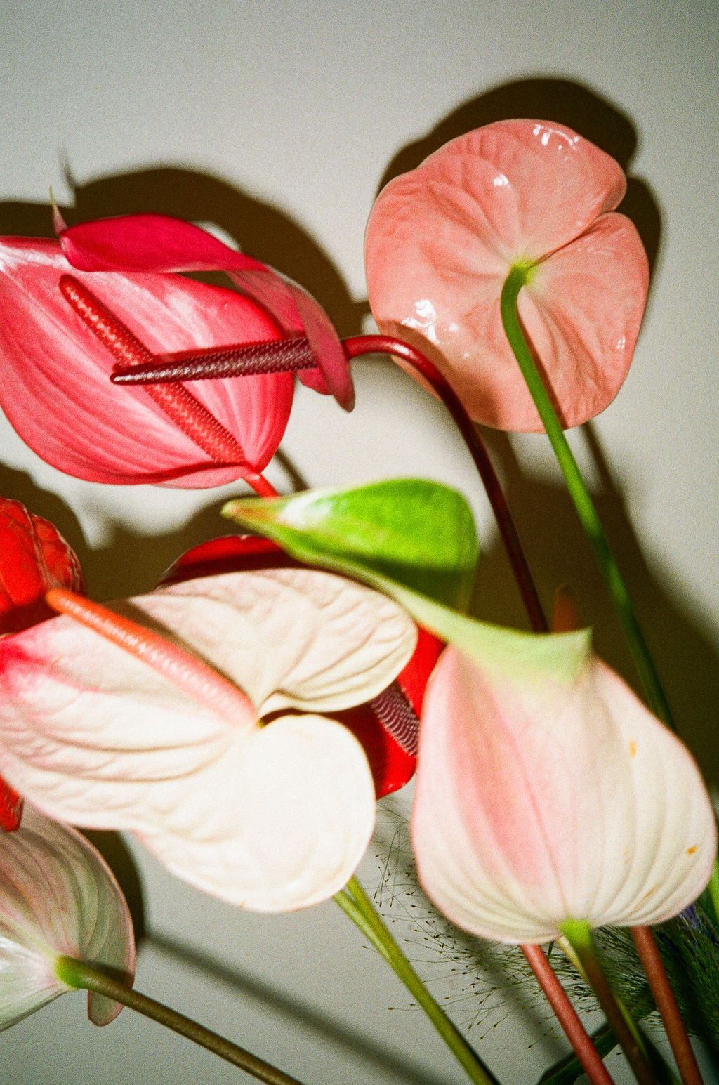 Vibrant pink and red anthurium flowers with glossy spathes arranged against a neutral background.