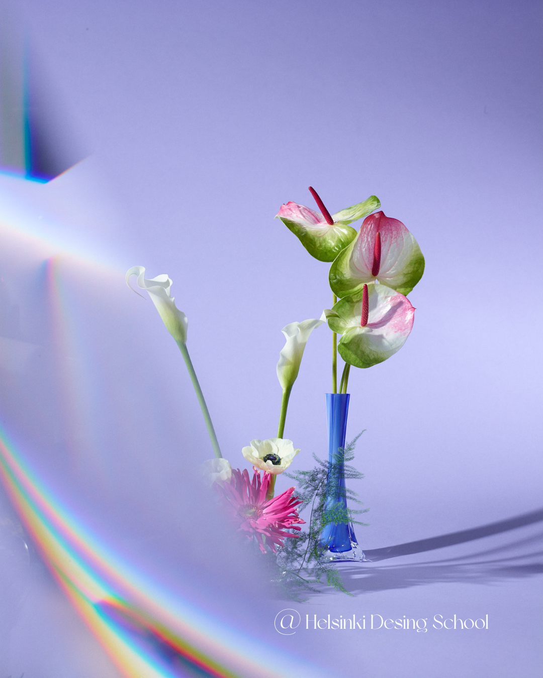 Blue vase with pink anthurium and white flowers on lavender background with rainbow light refraction.