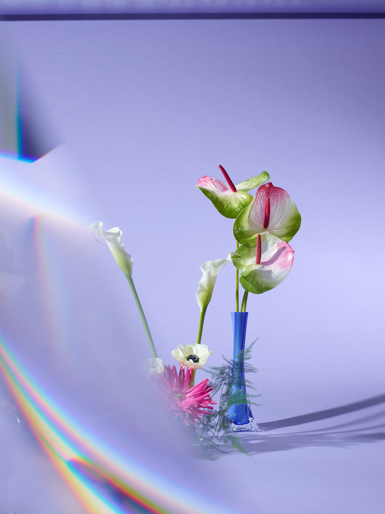 Pink and green flowers in a blue glass vase with a rainbow prism effect against a purple background.