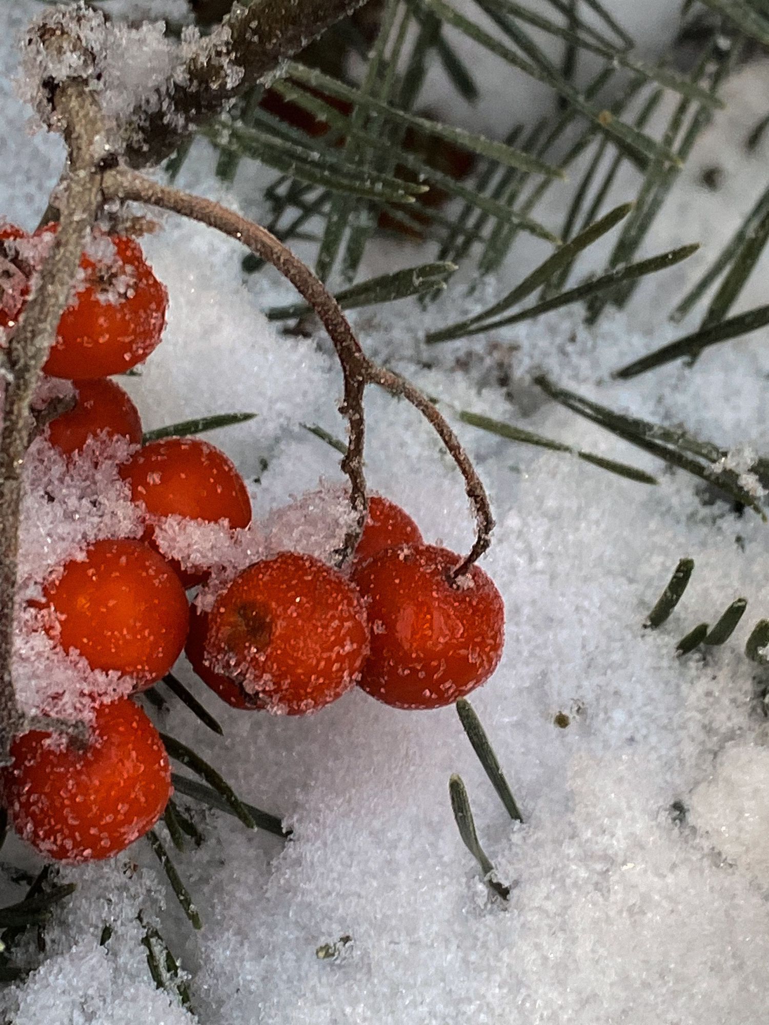 Bright red winter berries covered in fresh snow with evergreen needles in the background.