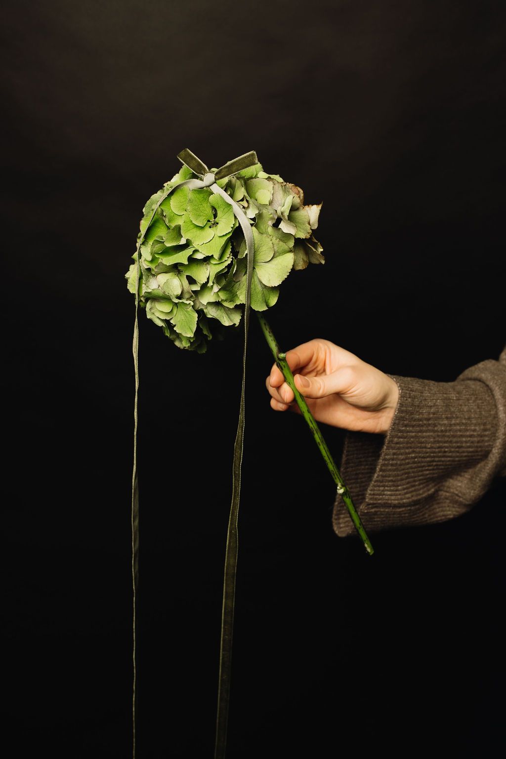 Hand holding a single green hydrangea bouquet with ribbon on dark background.