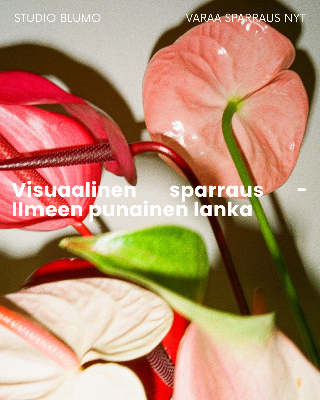 Studio Blumo visual sparring service featuring pink anthurium flowers on a light background with Finnish text.