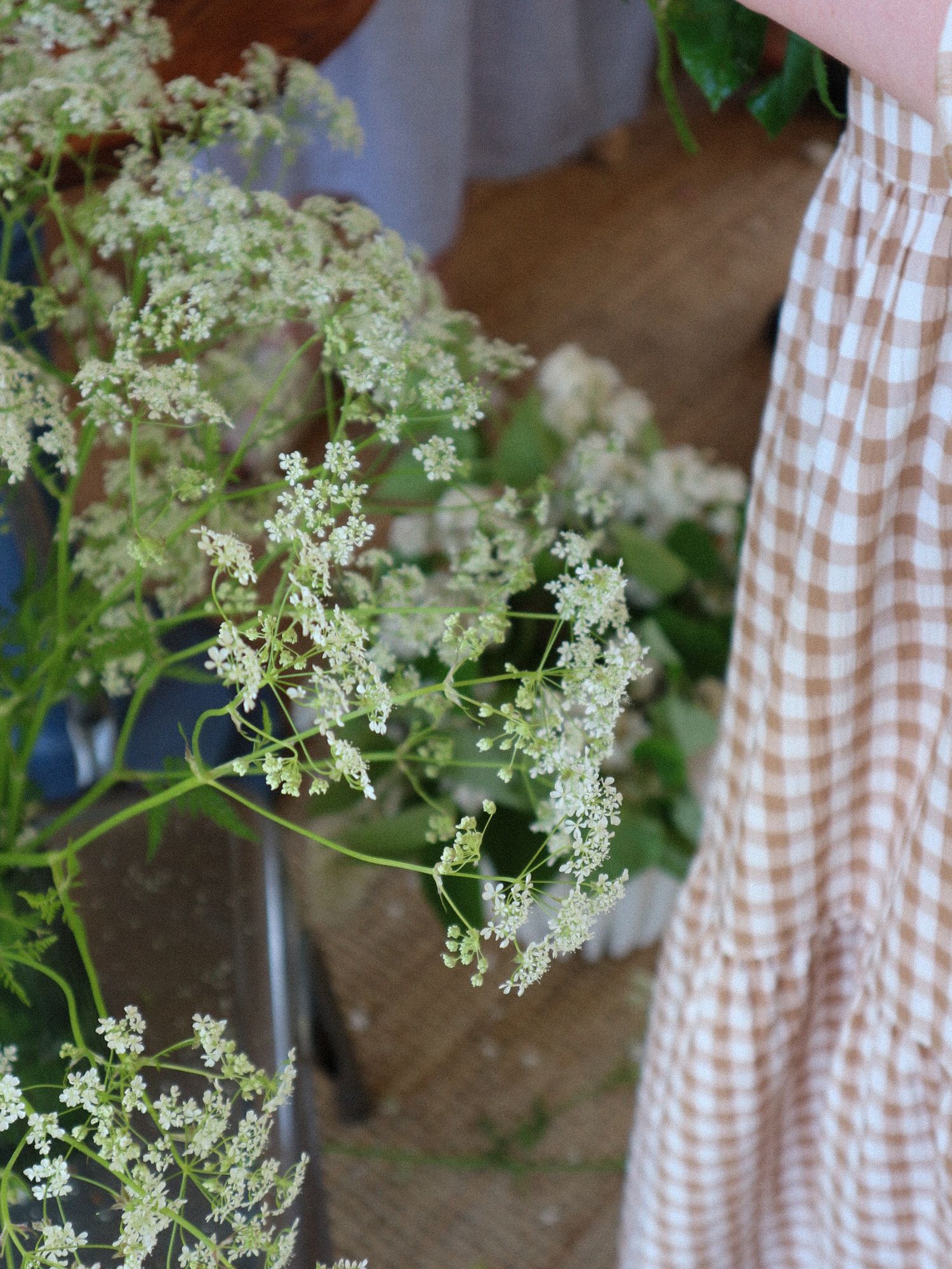 Delicate white Queen Anne's Lace flowers against a soft brown checkered fabric background with natural lighting.