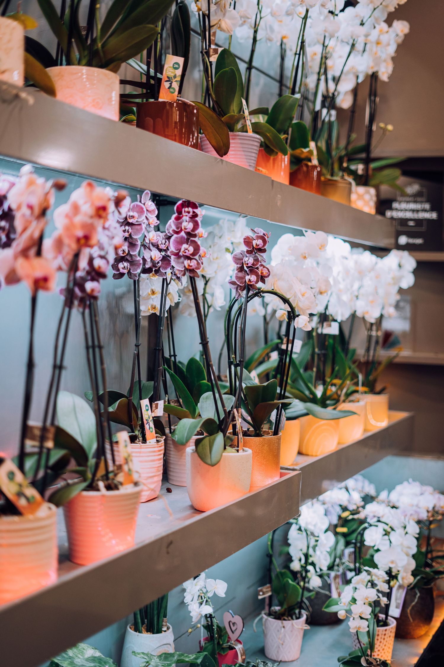 Photos de fleuristes.