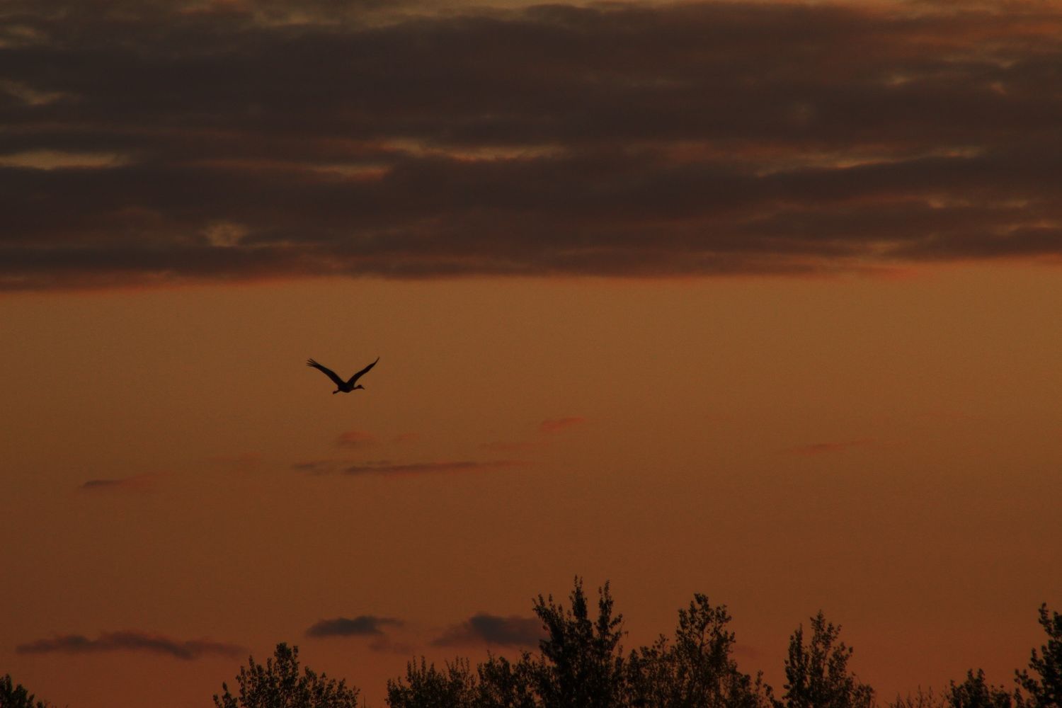 A bird silhouetted against a dramatic orange and red sunset sky above dark treetops.