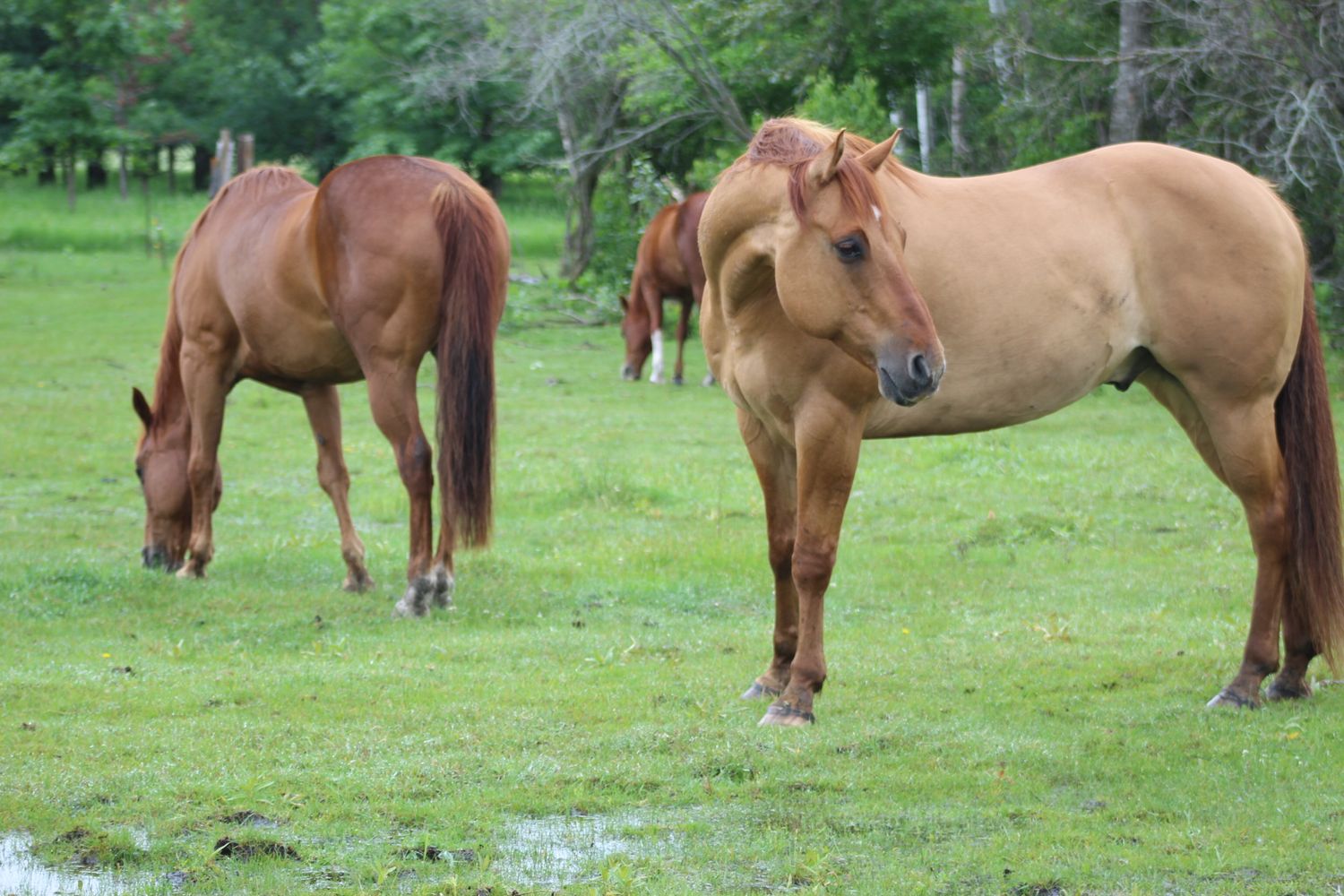 Three chestnut horses graze peacefully in a wet green pasture on a cloudy day.