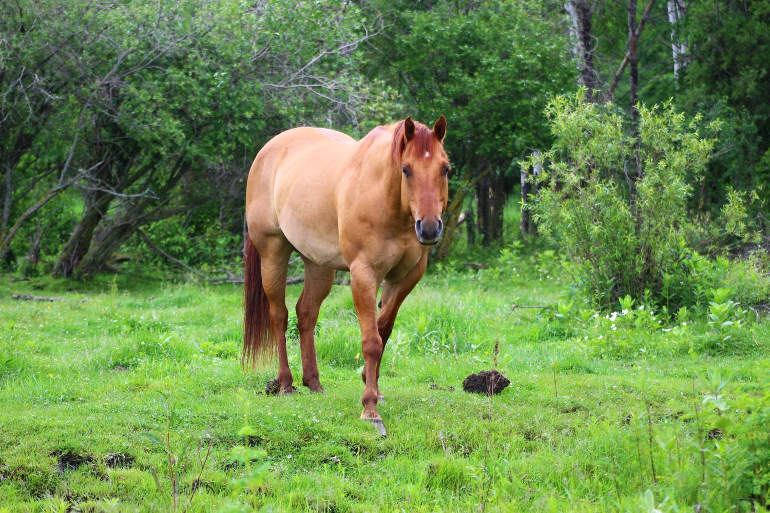 A chestnut horse stands alert in a lush green pasture surrounded by trees.