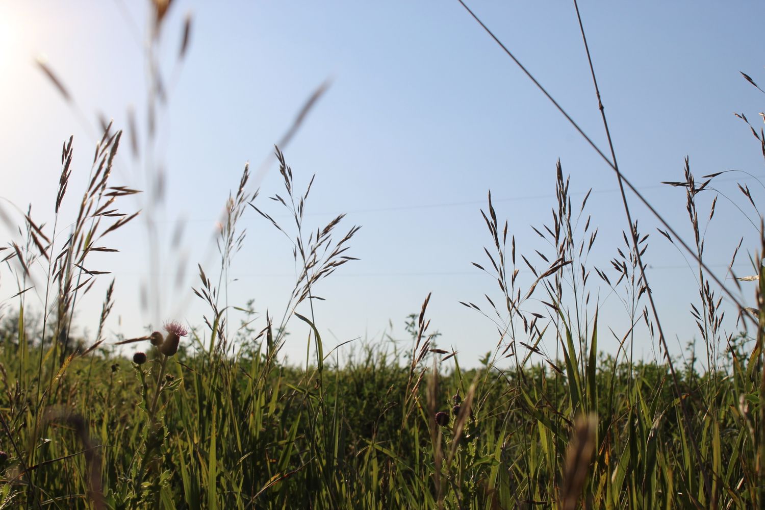 Low angle view of wild grass and seed heads against a clear blue sky.