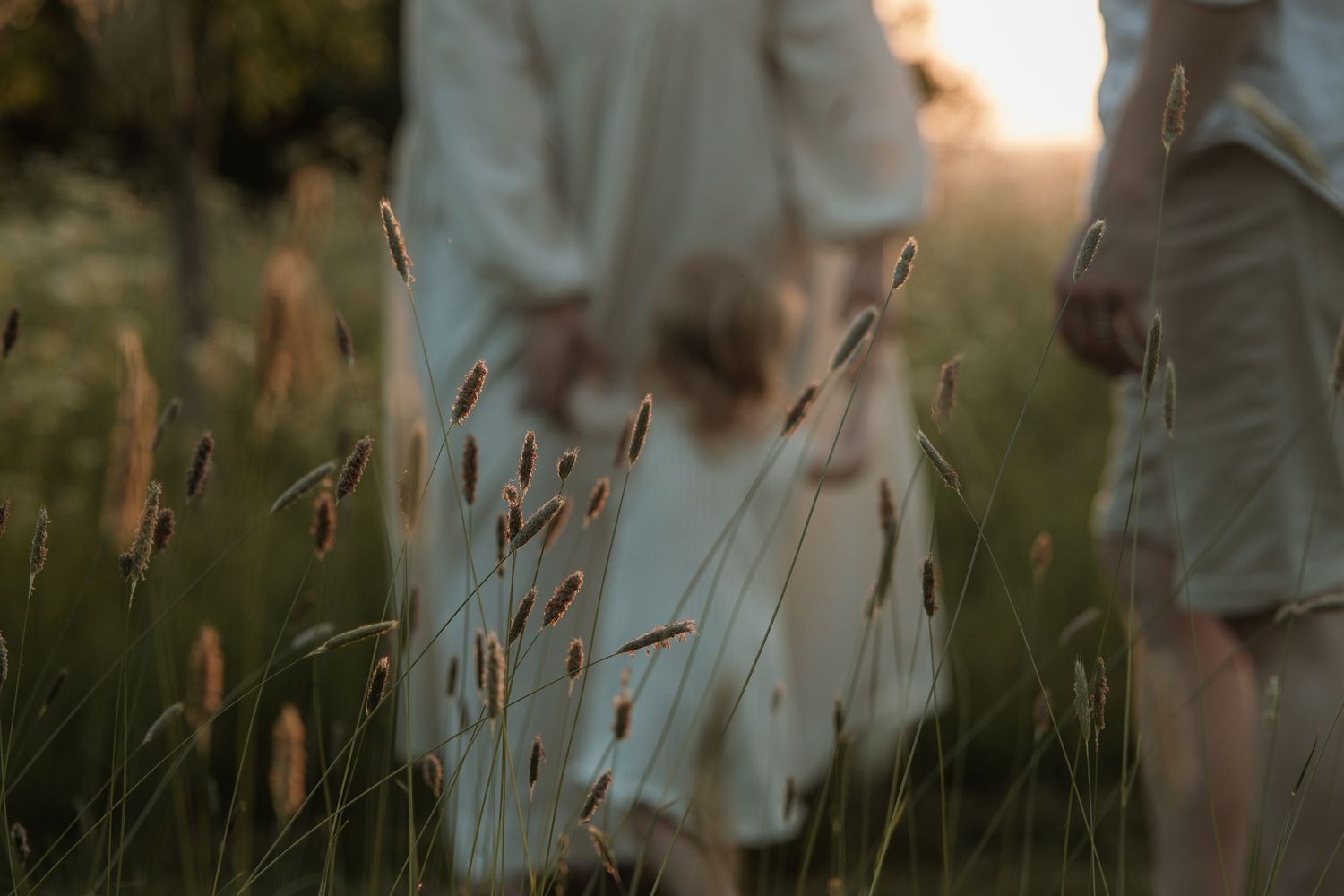 A family walking through tall golden grass at sunset, captured from behind in soft warm light.