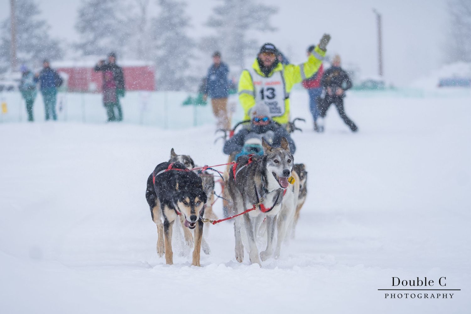 Sled dog team racing through falling snow during a sled dog race in Idaho