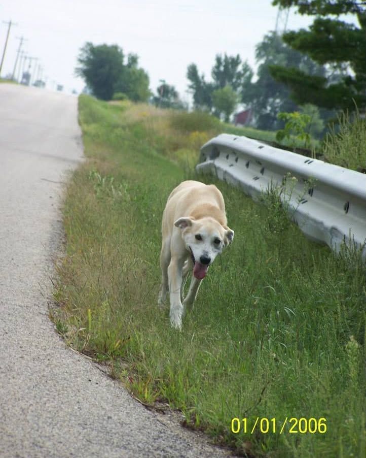 Chipmunk, Carlleen's first sled dog, walking along a country road in Wisconsin