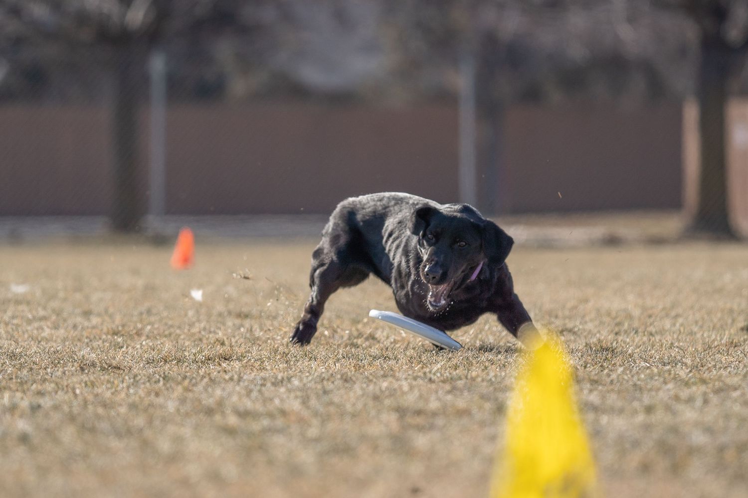 Black Labrador catching a disc during Boise Toss and Fetch in Idaho
