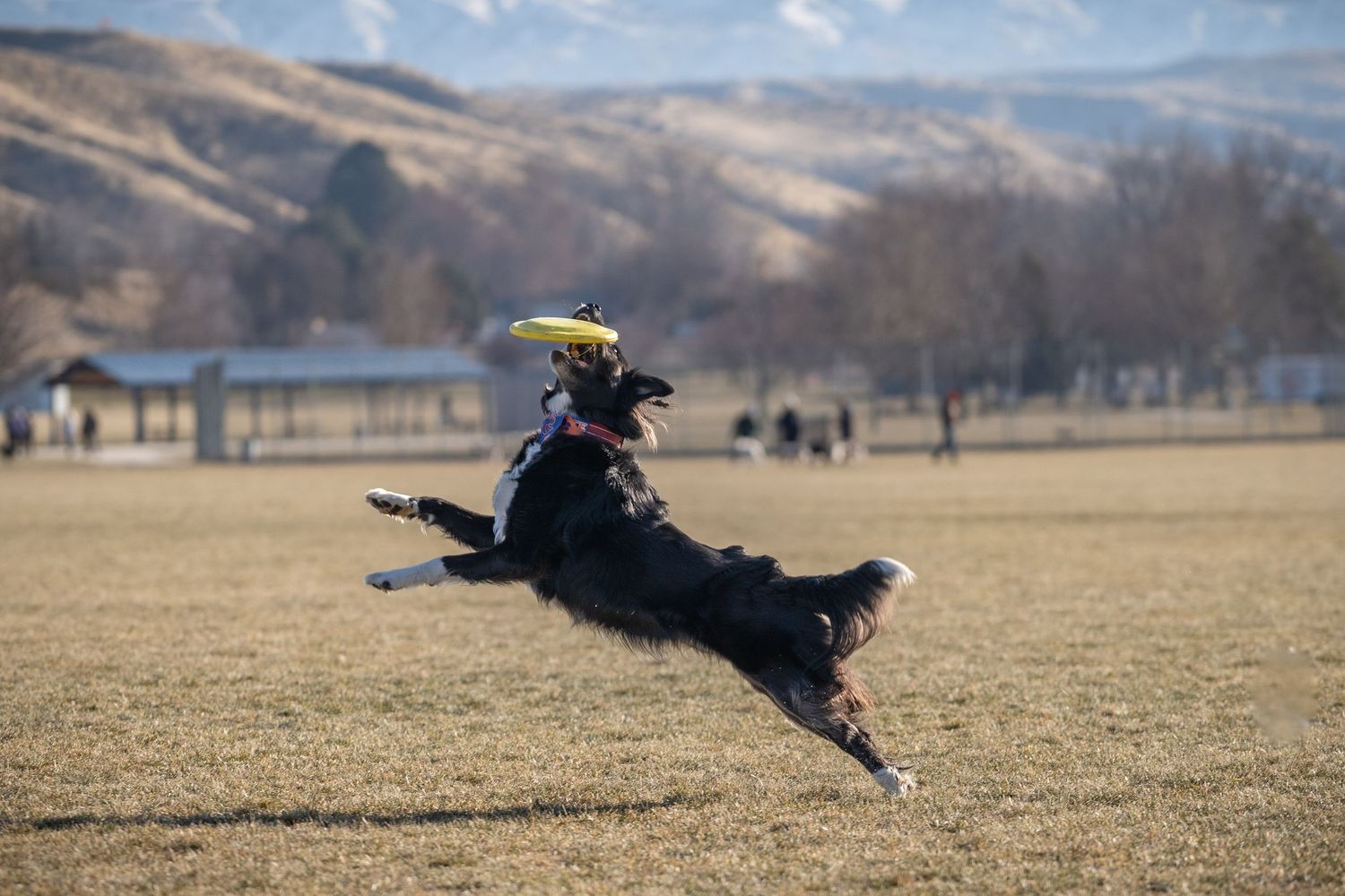 Dog leaping to catch a disc during Boise Disc Dogs Toss and Fetch in Idaho