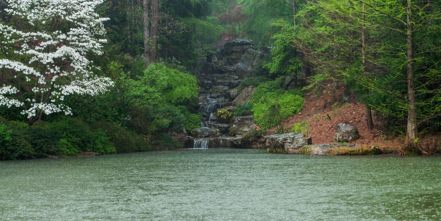 scene with trees in background and pond in foreground