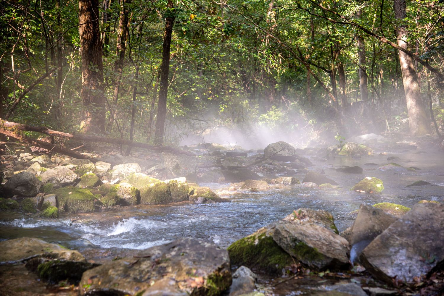 fog over a running creek in the woods