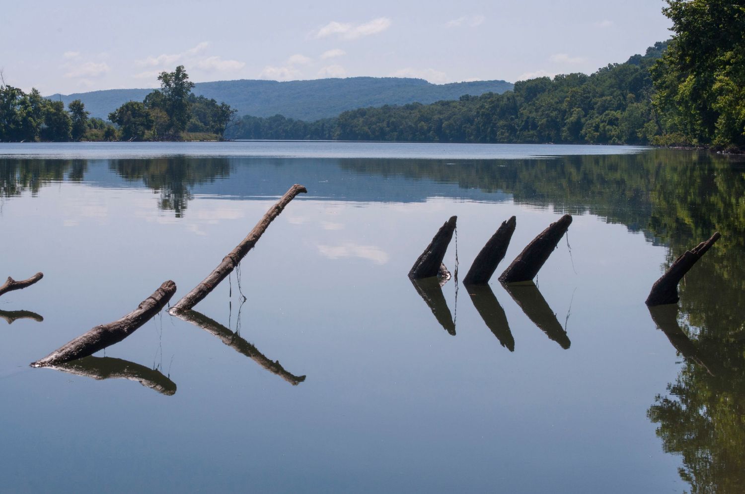 limbs sticking out of a calm river