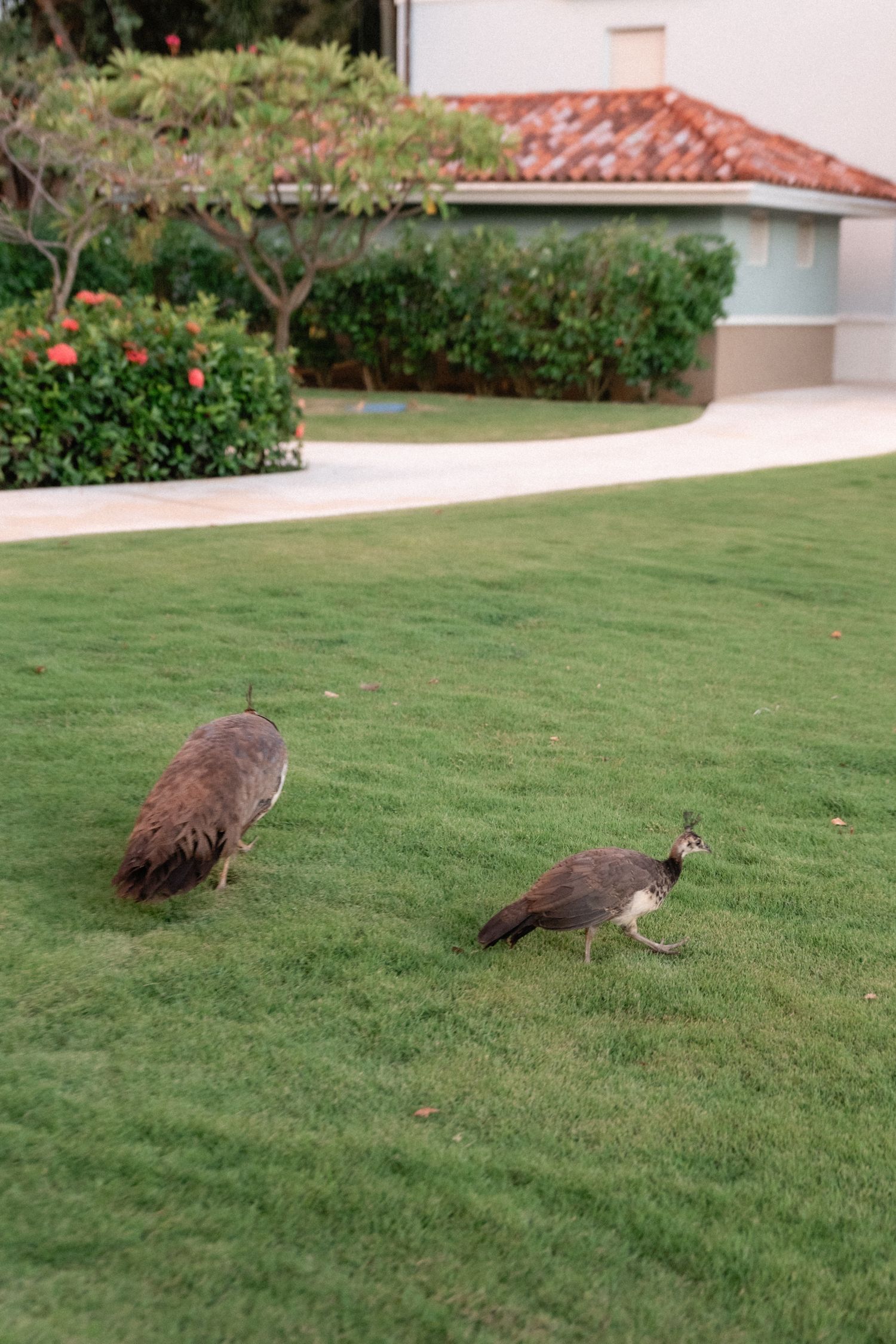 Two peacocks walking on manicured lawn near Spanish-style building with terra cotta roof.
