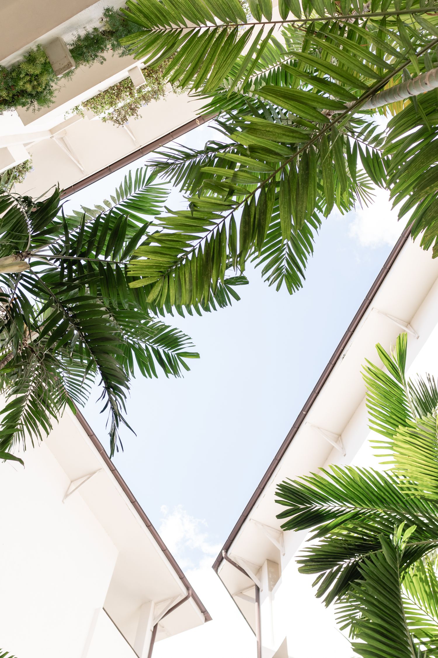 Tropical palm fronds frame a bright blue sky through architectural white beams.