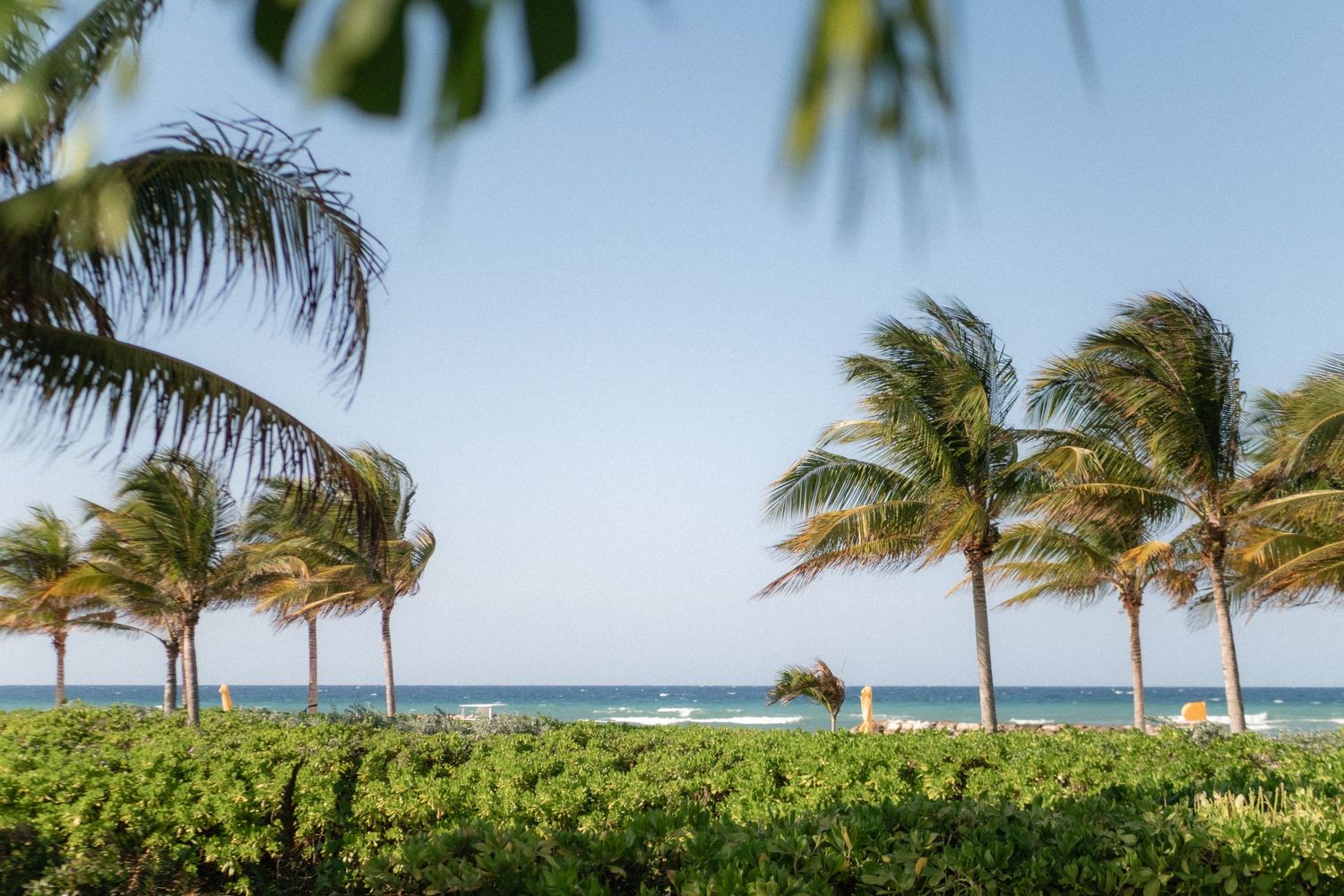 Palm trees sway in the breeze along a tropical beach with clear blue ocean waters and sky.