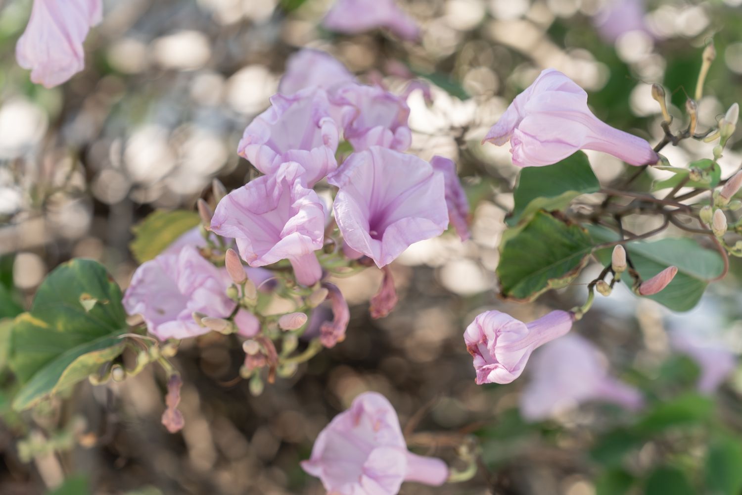 Delicate pink bougainvillea flowers blooming against a soft blurred background.