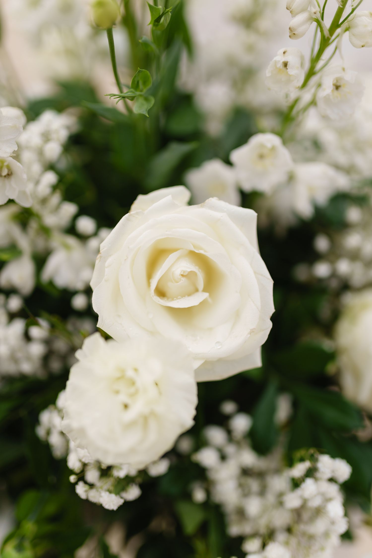 Close-up of elegant white roses and baby's breath flowers in soft focus.