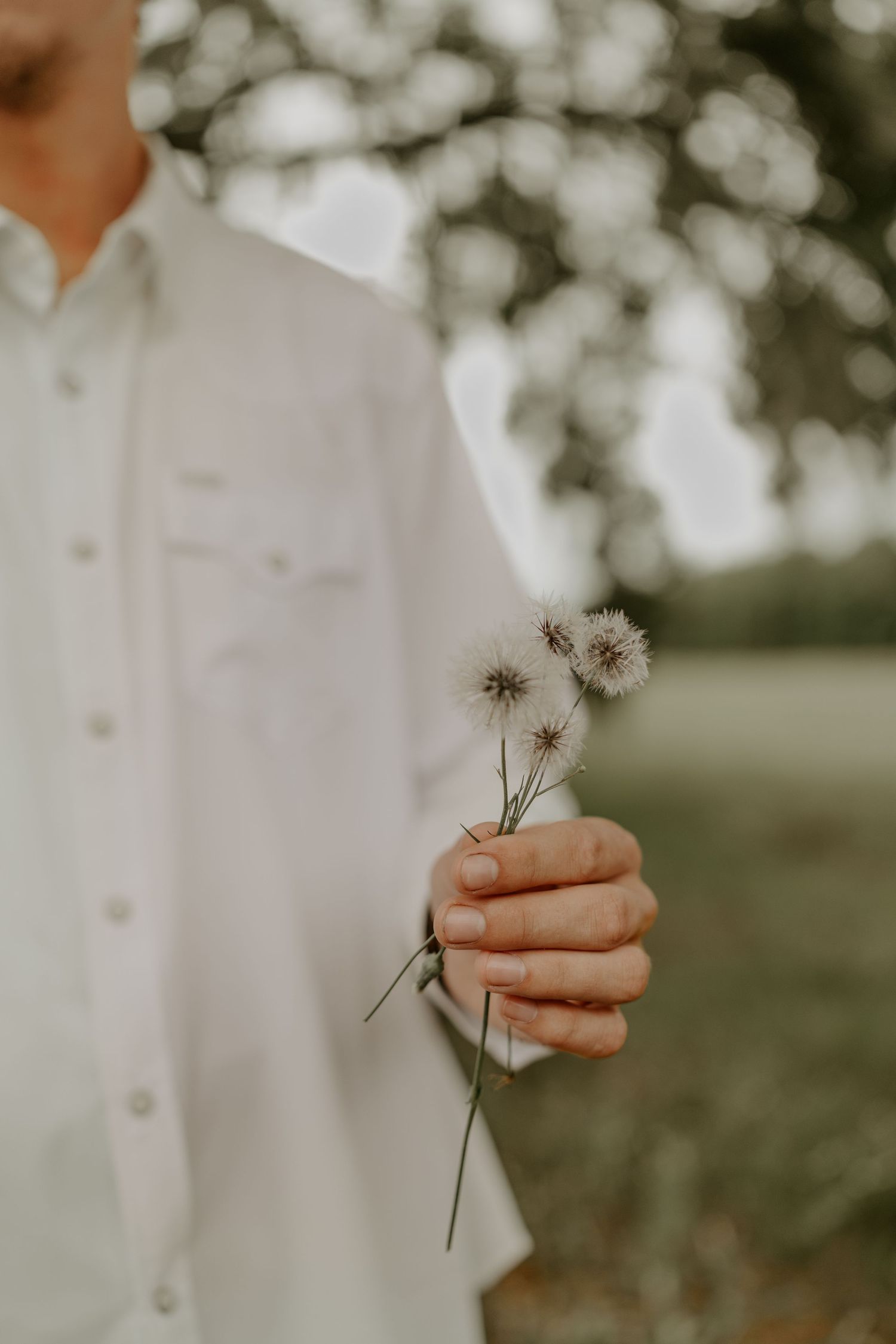 A sequence of four images shows a dandelion seed head being blown in the wind against a soft bokeh background.