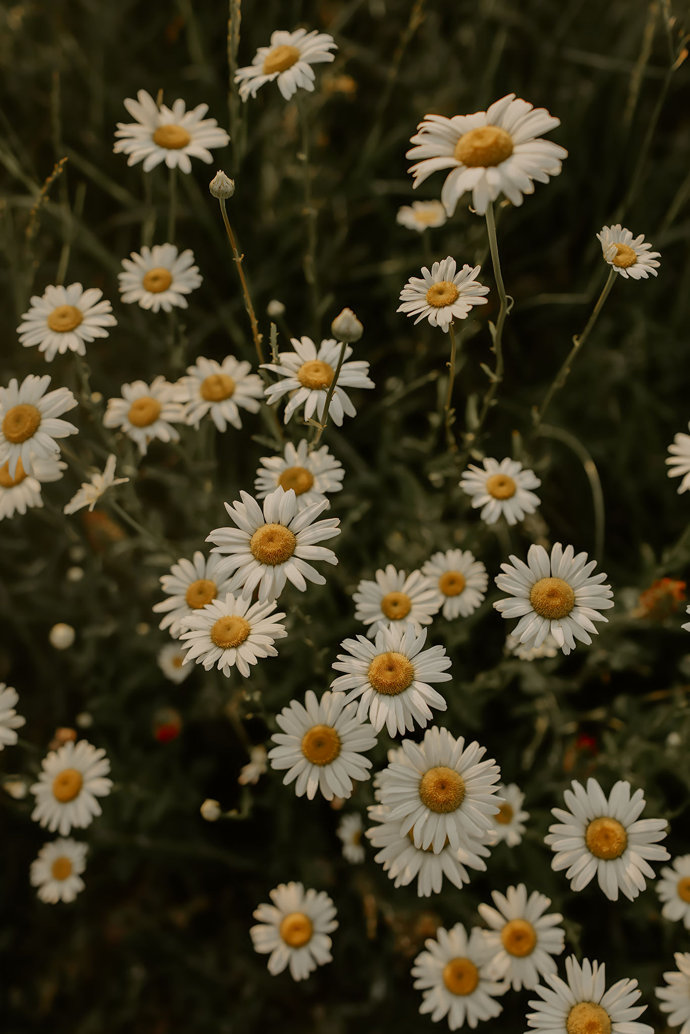 White daisies blooming in a field against a dark green background in moody lighting.

Georgia-based wedding and elopement photographer trave