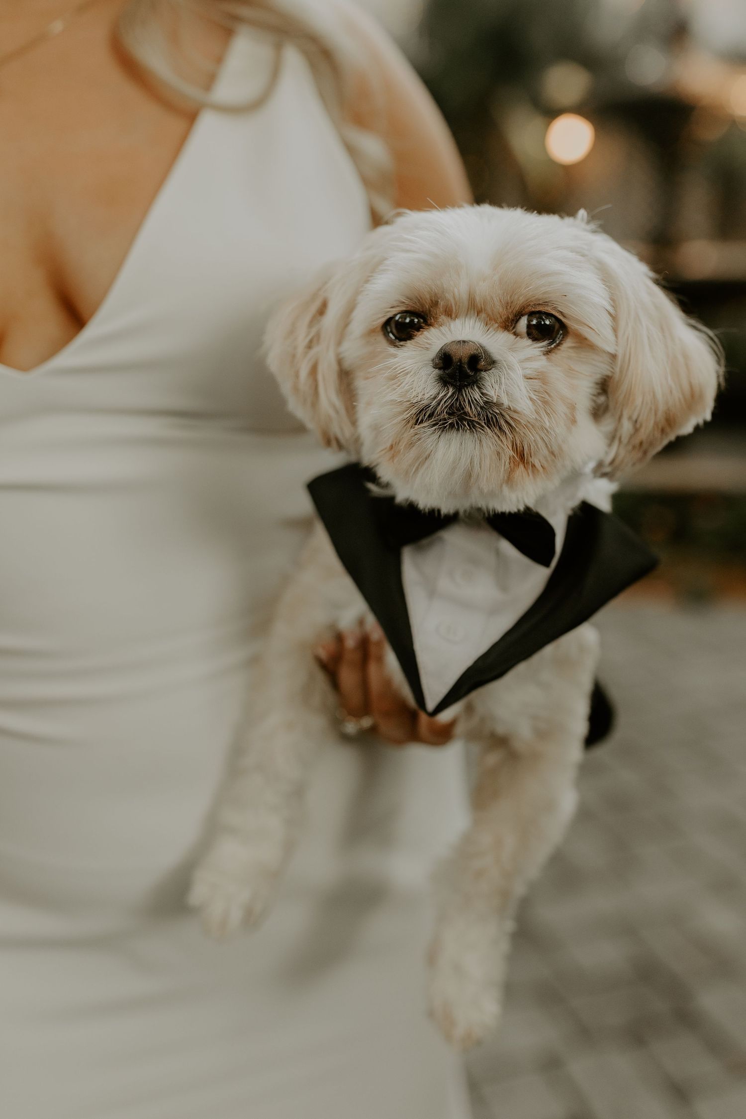 Small white dog wearing a black bow tie looking up attentively while being held during a special event.