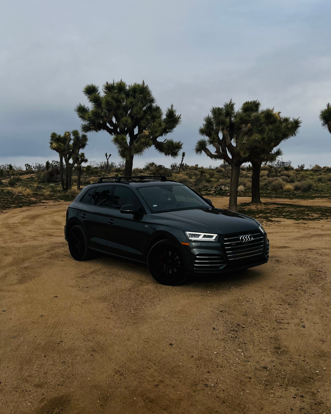 Grey Audi SQ5 parked in Joshua Tree National Park surrounded by distinctive desert vegetation.