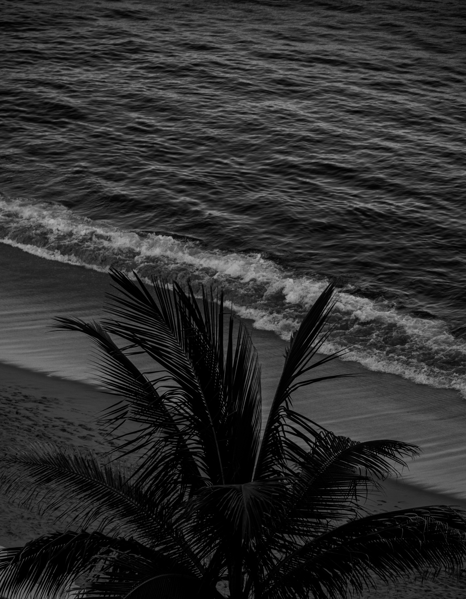 Moody black and white seascape with palm tree silhouette and ocean waves.