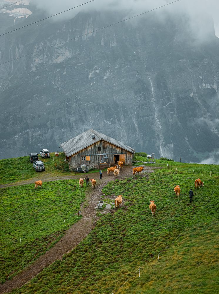 Alpine farmhouse with grazing brown cows on misty mountainside pasture in Switzerland.