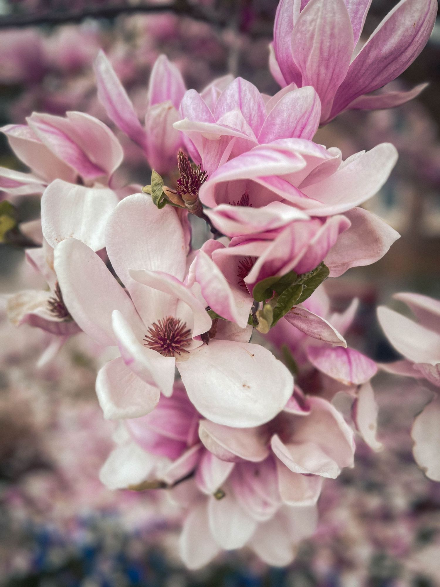 Close-up of delicate pink magnolia blossoms in full bloom.