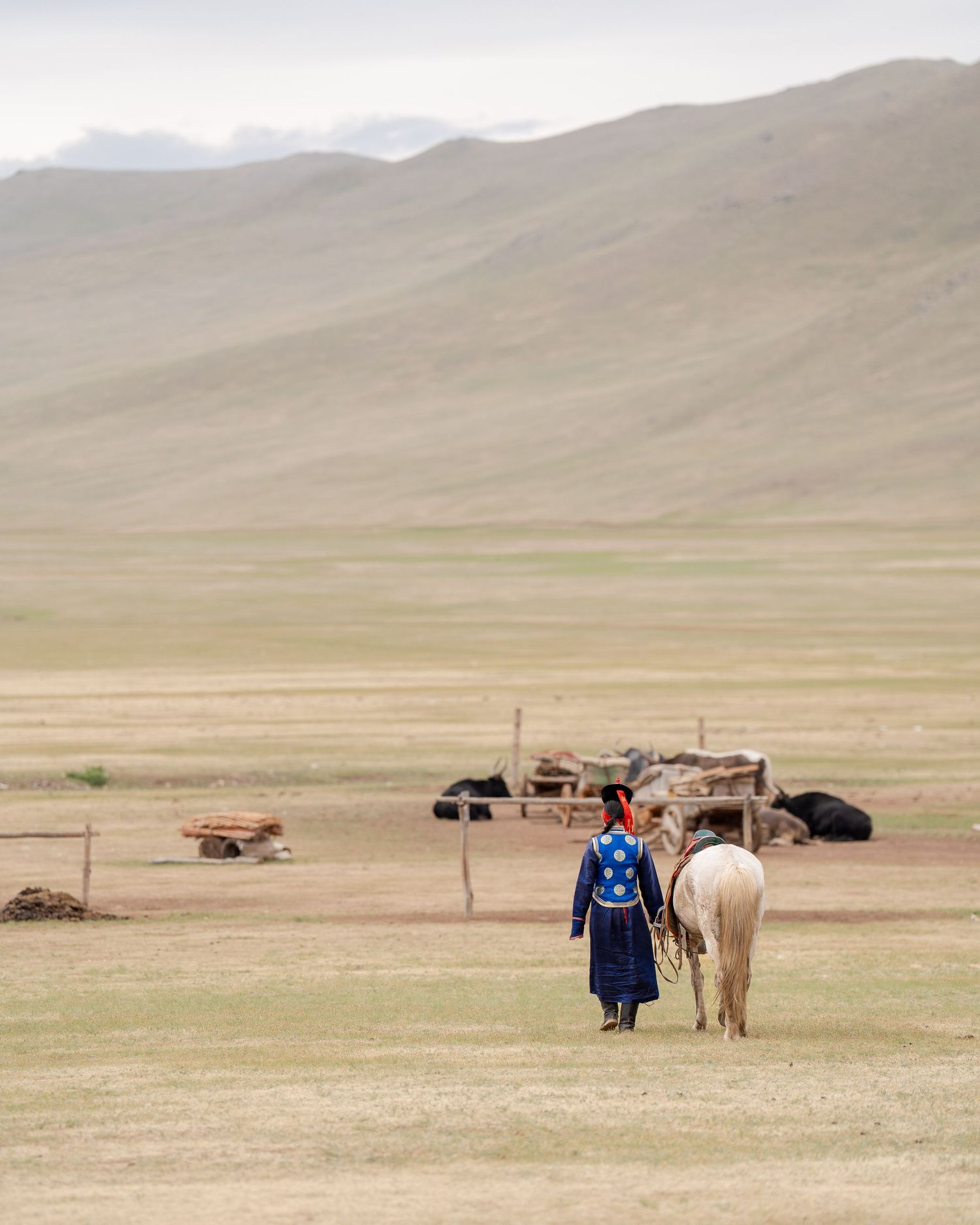 Vrouw in blauw traditioneel gewaad loopt met een wit paard over een uitgestrekte steppe, richting een nomadisch kamp. Mongolië