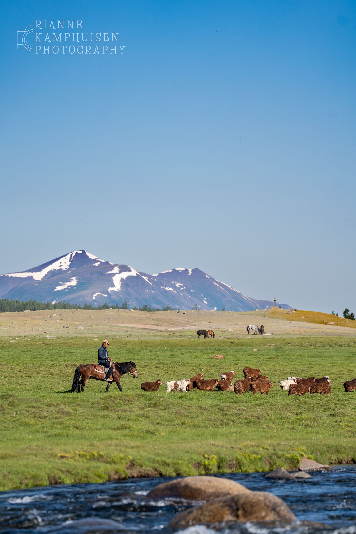 Herder op paard kijkt uit over grazende runderen in een groene vallei, met besneeuwde bergtoppen in de verte. Mongolië