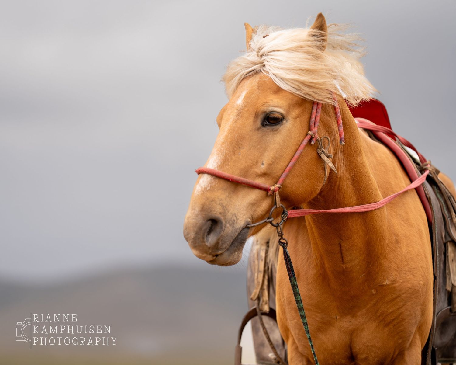 Lichtbruine paard met blonde manen en zadel staat rustig, met een bewolkte lucht op de achtergrond. Mongolië