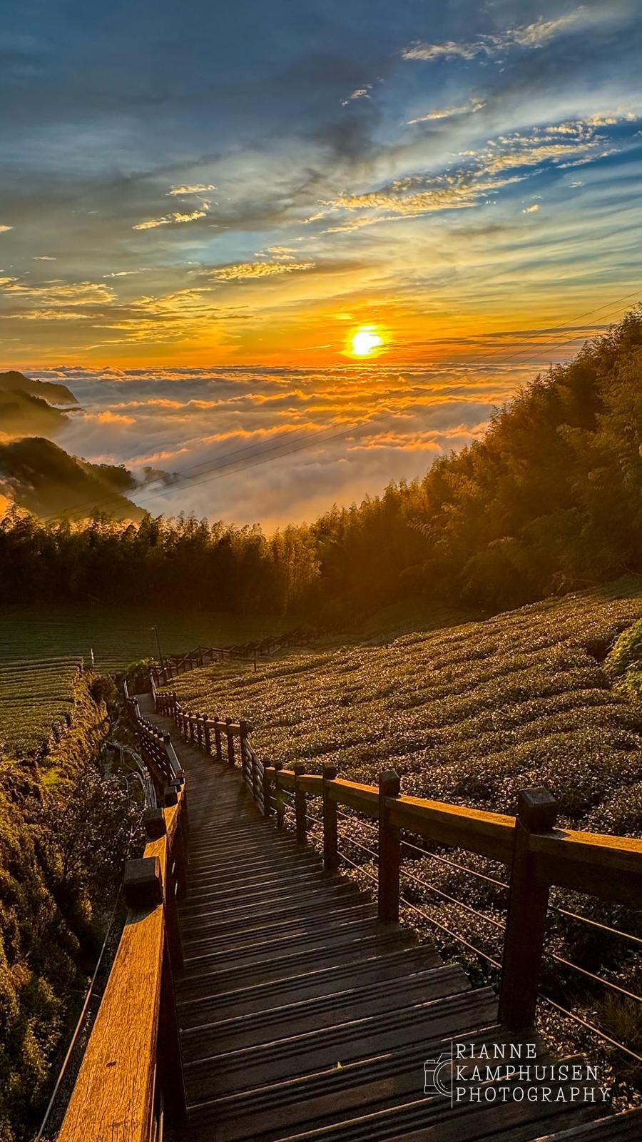 Houten pad tussen glooiende velden leidt naar een zonsondergang boven een zee van wolken, omringd door bossen. Taiwan