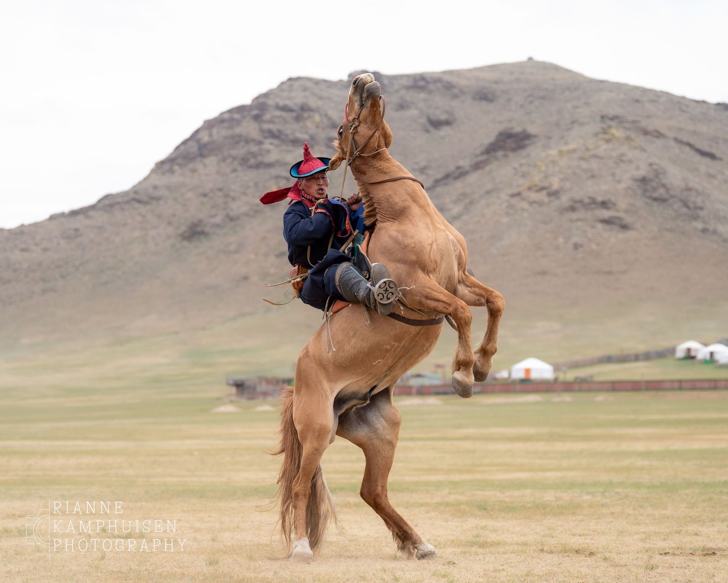 Paard steigert rechtop met ruiter in traditioneel kostuum, tegen een heuvelachtig landschap met ger-tenten. Mongolië