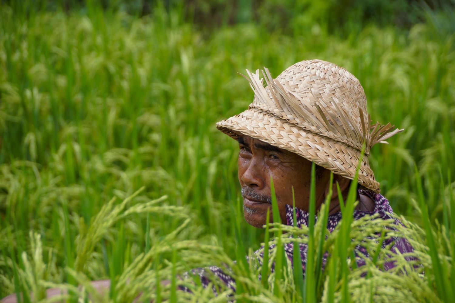 Man met strohoed kijkt op vanuit een weelderige groene rijstveld, midden in het gewas. Bali