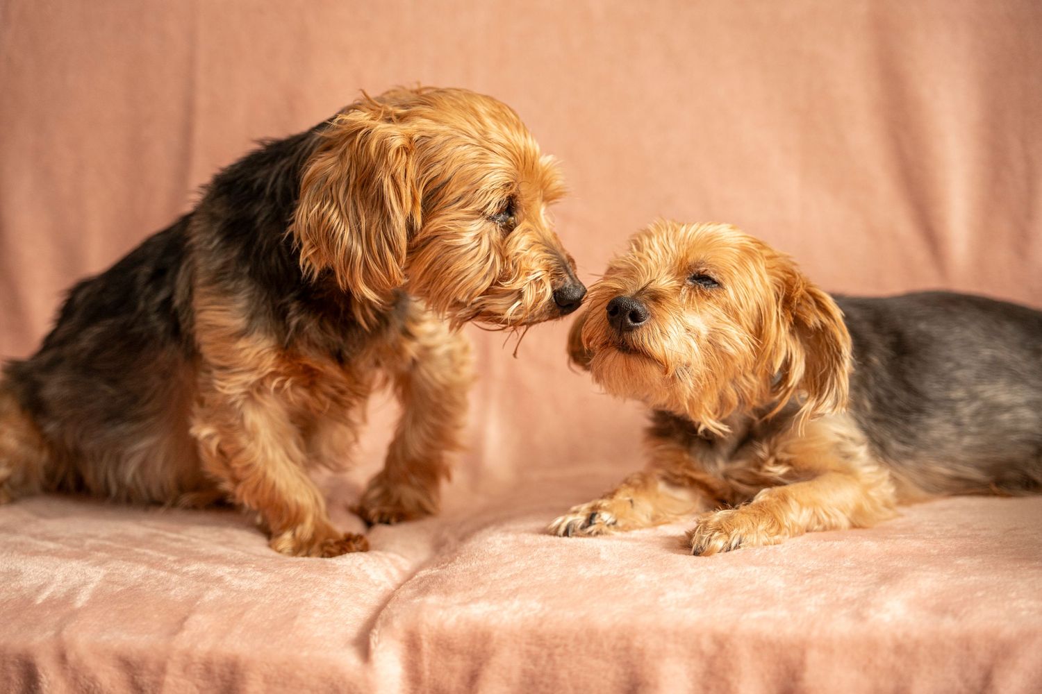 Two adorable Yorkshire Terrier dogs lie next to each other on a beige surface in cozy relaxed positions.