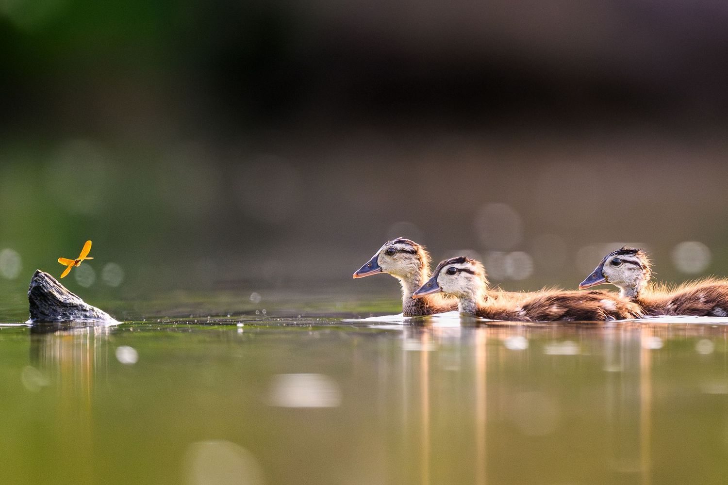 Merganser ducklings chase a dragonfly at Huntley Meadows, gliding through green‑tinged water in soft light.