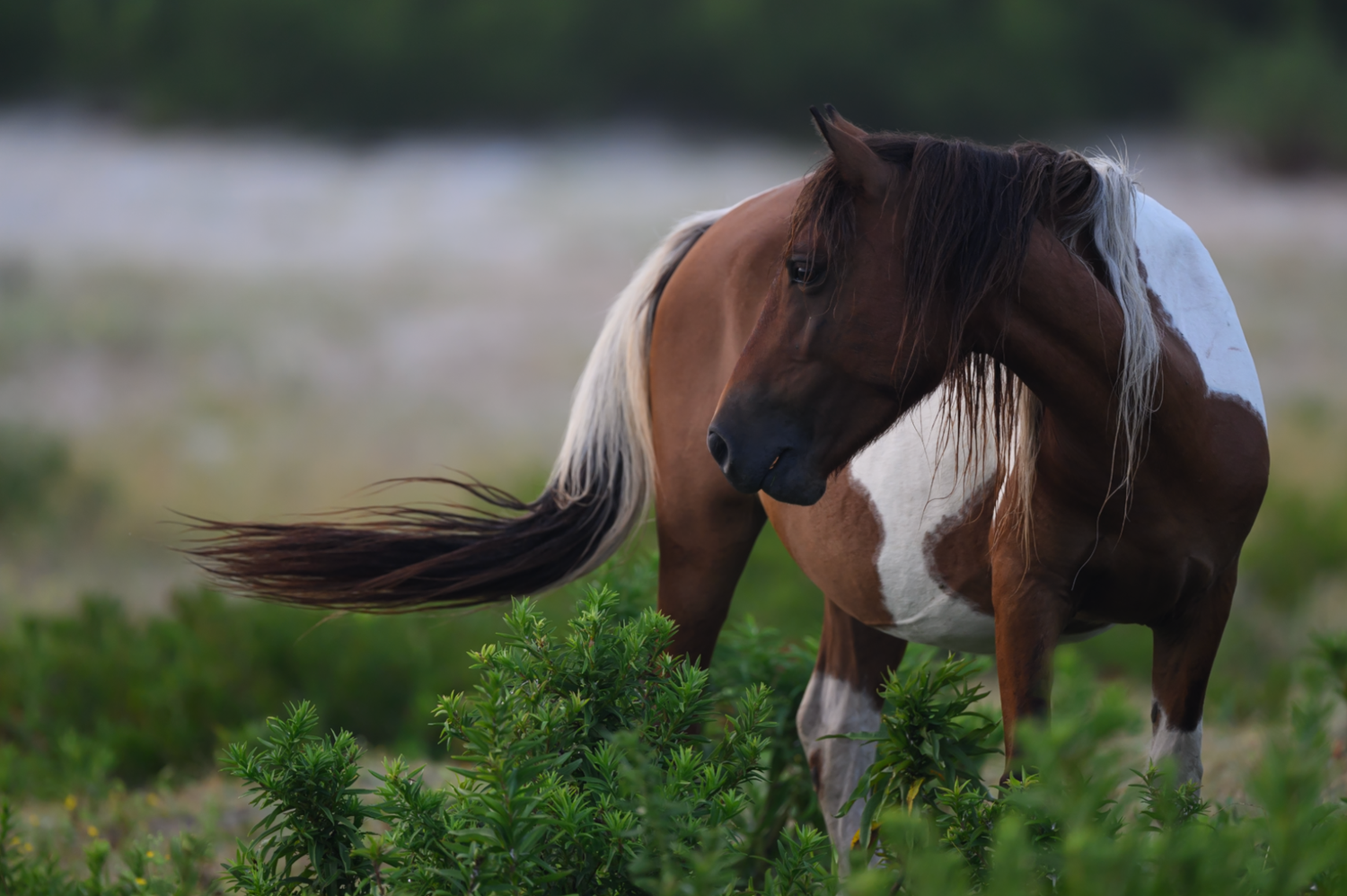 Unedited brown and white paint horse grazes in green meadow with tail blowing in the wind against blurred background.