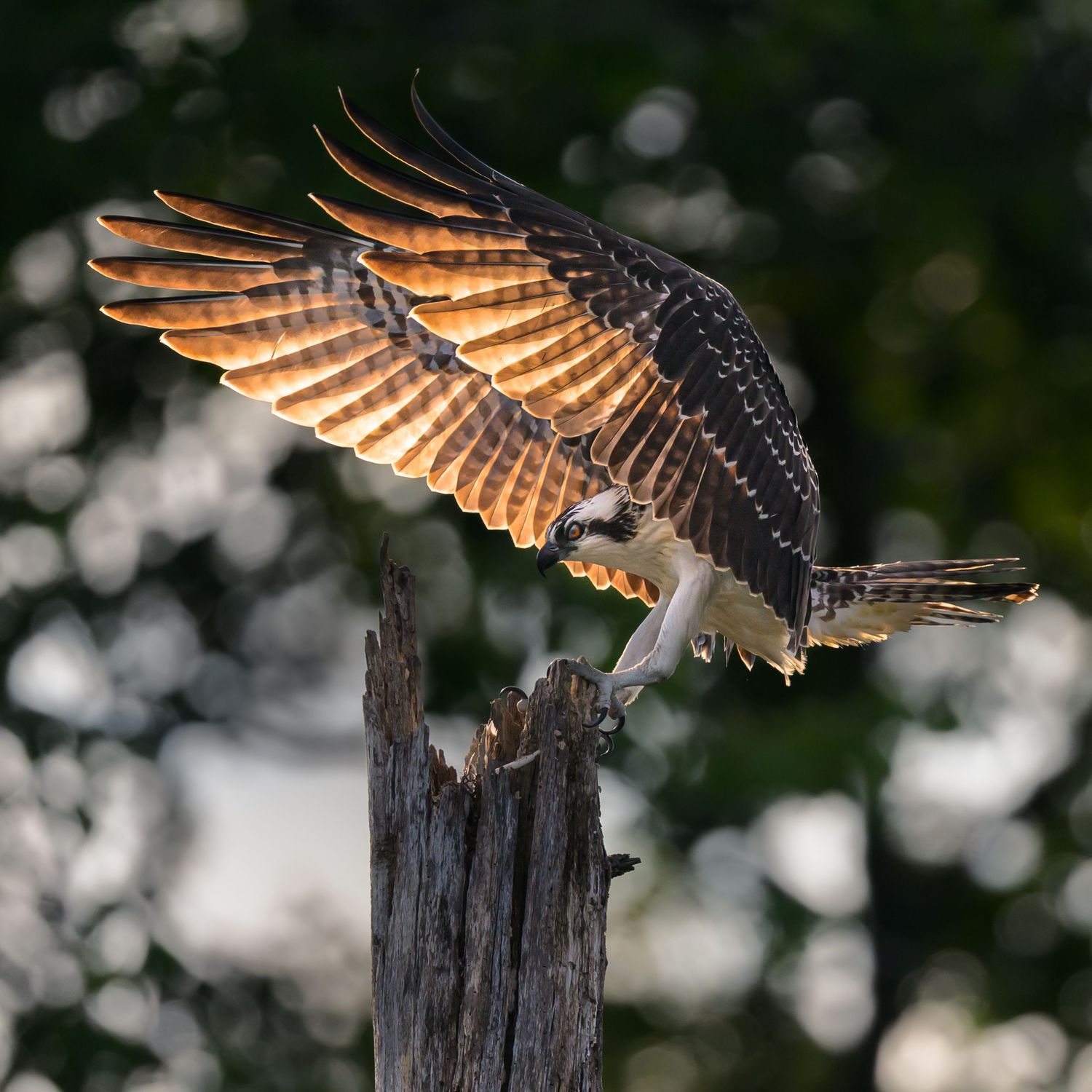 Osprey lands on a weathered post at Huntley Meadows, wings spread wide and feathers glowing in warm light.