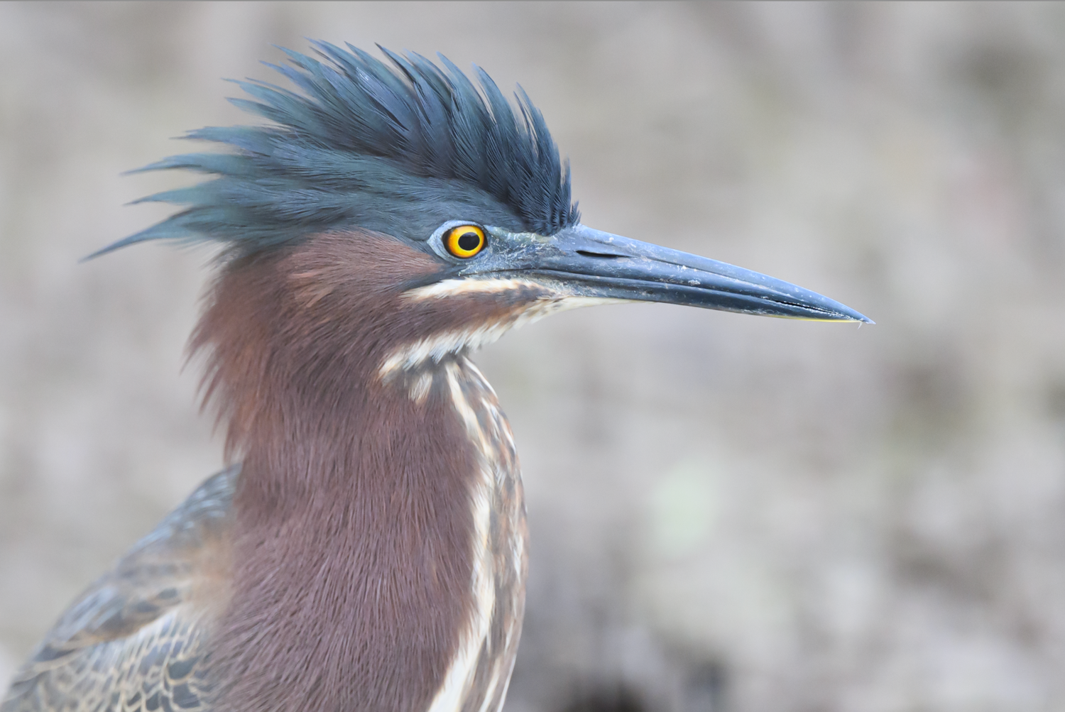 An un-edited close-up portrait of a Green Heron with vibrant blue crest feathers and piercing yellow eyes.