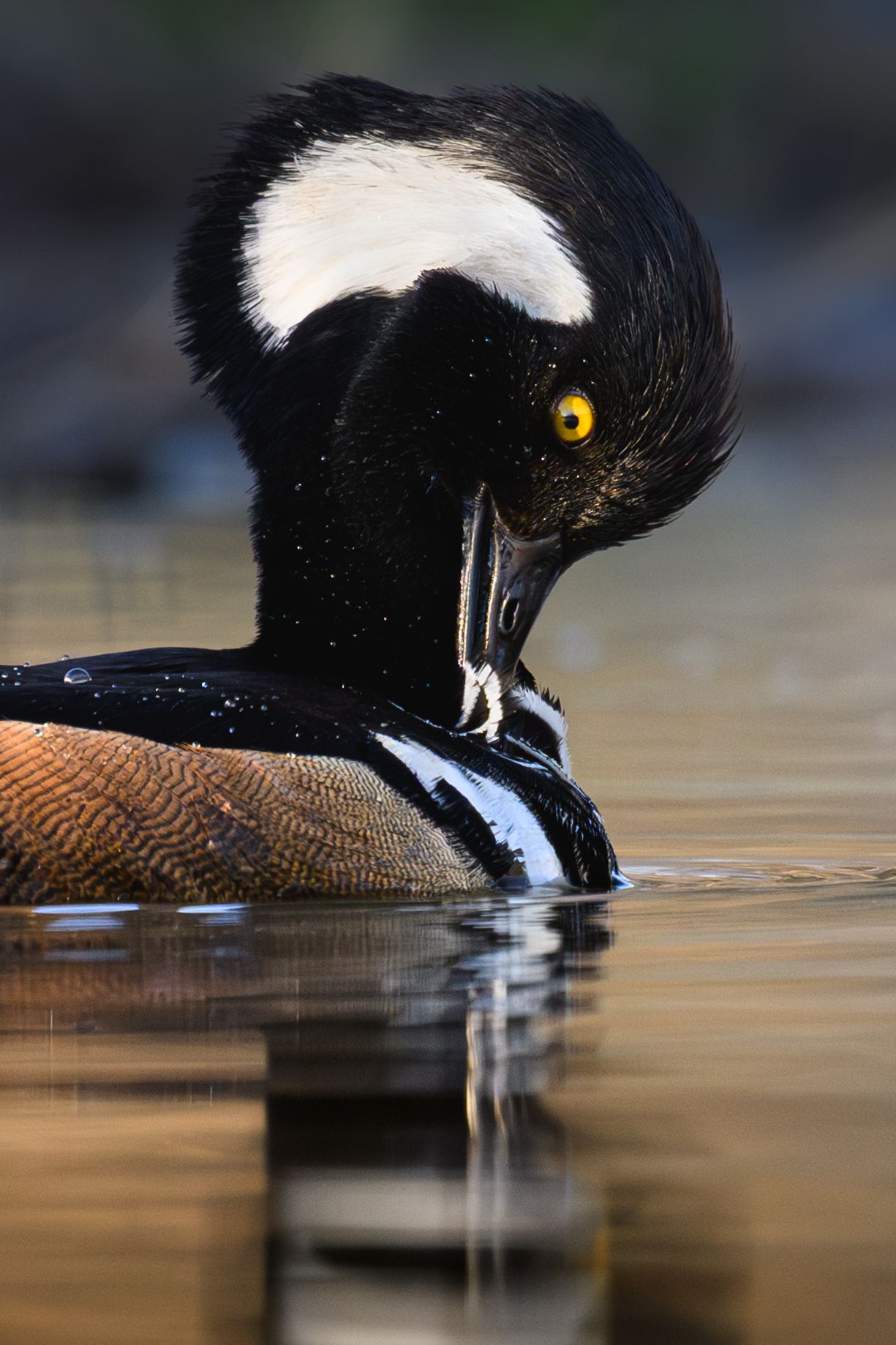 Hooded merganser duck with striking black and white plumage shown preening in rippling reflection.