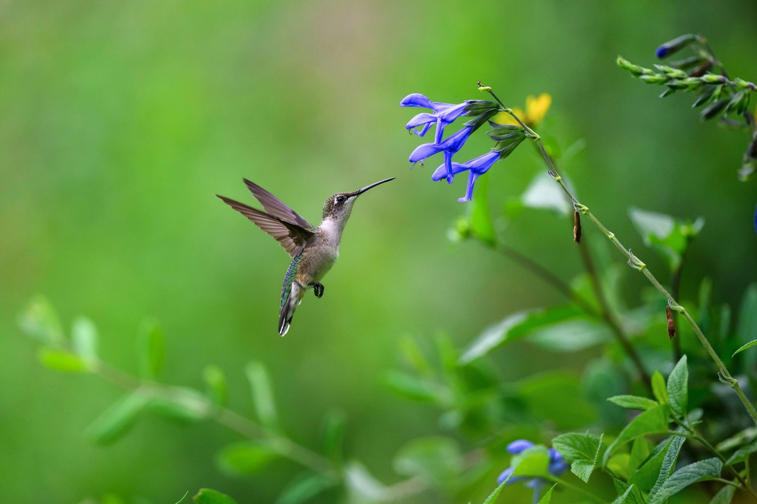 Ruby-throated hummingbird hovers at a blue salvia bloom in Green Spring Gardens, wings blurred in motion.