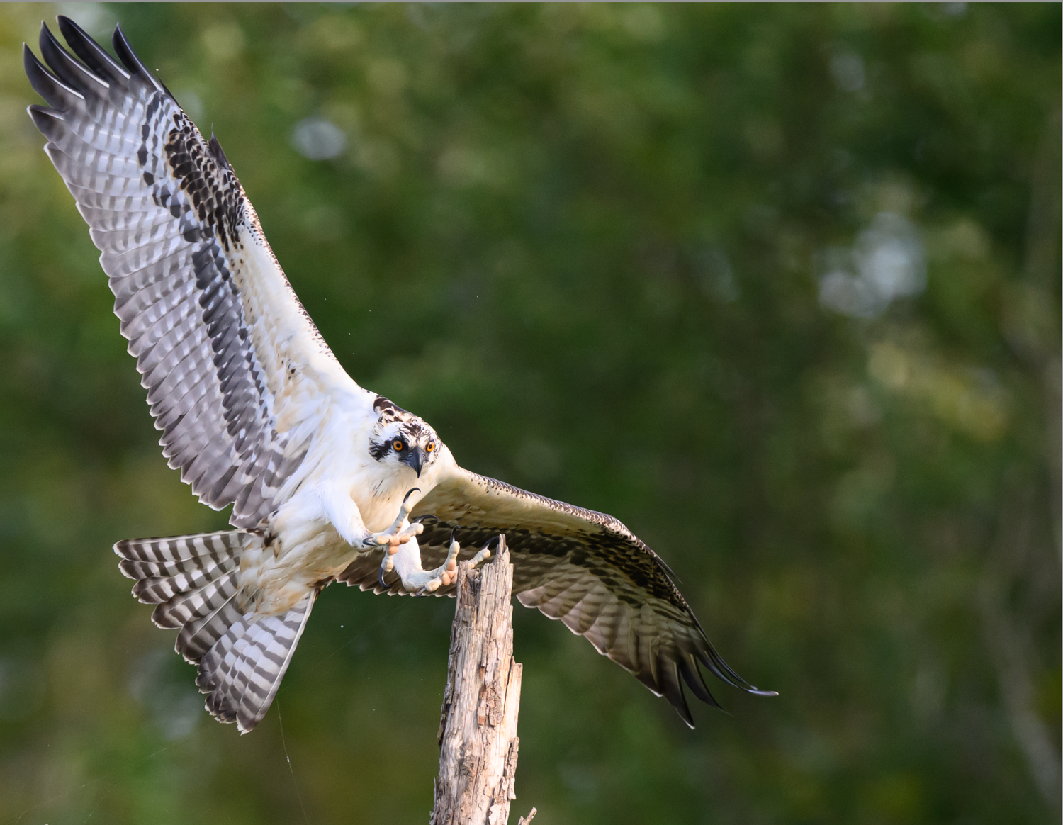 Unedited example: An osprey swoops toward a perch in warm evening light wings spread wide